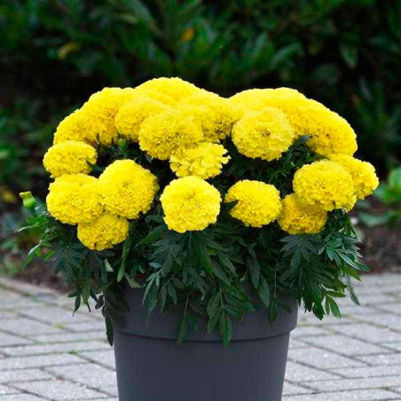  Marigold 10000 Semillas Tagetes erecta Marvel II Yellow Pompom Flor Maceta 1372.881356 Marigold 10000 Semillas Tagetes erecta M