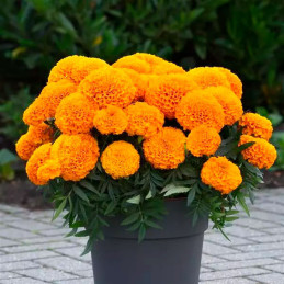  Marigold 10000 Semillas Tagetes erecta Marvel II Orange Pompom Flor Maceta 1372.881356 Marigold 10000 Semillas Tagetes erecta M