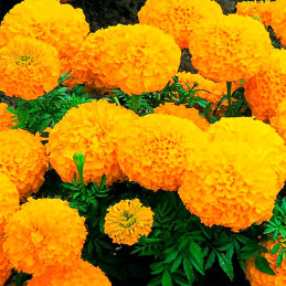 Marigold 1000 Semillas Tagetes erecta Inca II Orange Pompom Flor Maceta 157.627119 Marigold 1000 Semillas Tagetes erecta Inca I