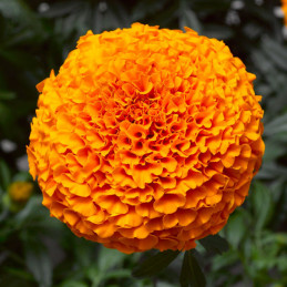  Marigold 1000 Semillas Tagetes erecta Inca II Orange Pompom Flor Maceta 157.627119 Marigold 1000 Semillas Tagetes erecta Inca I