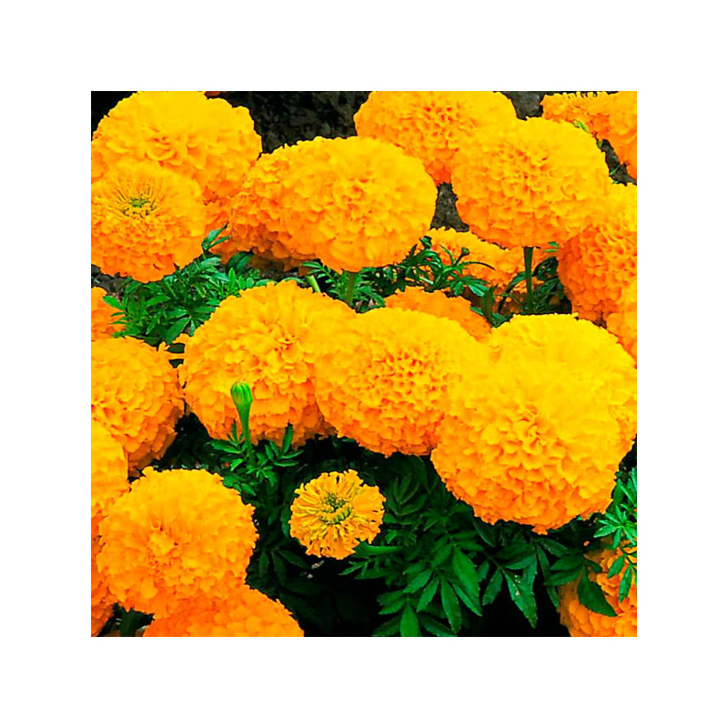 Marigold 5000 Semillas Tagetes erecta Inca II Orange Pompom Flor Maceta 686.440678 Marigold 5000 Semillas Tagetes erecta Inca I