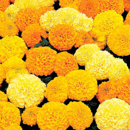  Marigold 1000 Semillas Tagetes erecta Inca II Mix Pompom Flor Maceta 157.627119 Marigold 1000 Semillas Tagetes erecta Inca II M