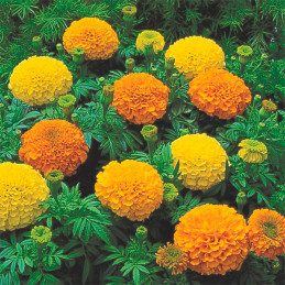  Marigold 1000 Semillas Tagetes erecta Inca II Mix Pompom Flor Maceta 157.627119 Marigold 1000 Semillas Tagetes erecta Inca II M
