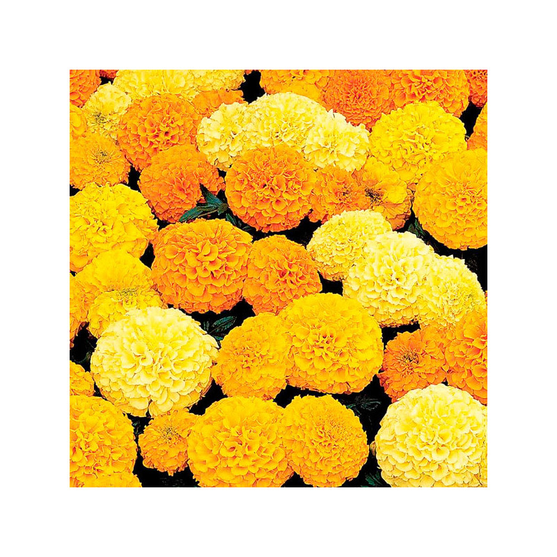 Marigold 5000 Semillas Tagetes erecta Inca II Mix Pompom Flor Maceta 686.440678 Marigold 5000 Semillas Tagetes erecta Inca II M Marigold 5000 Semillas Tagetes erecta Inca II Mix Pompom Flor Maceta 686.440678 Marigold 5000 Semillas Tagetes erecta Inca II M
