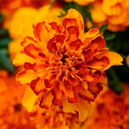  Marigold 1000 Semillas Tagetes patula Bonanza Bolero Flor Maceta 77.118644 Marigold 1000 Semillas Tagetes patula Bonanza Bolero