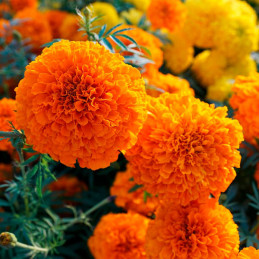  Marigold 1000 Semillas Tagetes erecta Discovery Orange Pompom Flor Maceta 157.627119 Marigold 1000 Semillas Tagetes erecta Disc