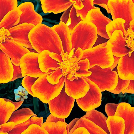  Marigold 1000 Semillas Tagetes patula Durango Flame Flor Maceta 77.118644 Marigold 1000 Semillas Tagetes patula Durango Flame F