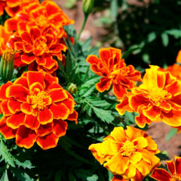  Marigold 1000 Semillas Tagetes patula Durango Flame Flor Maceta 77.118644 Marigold 1000 Semillas Tagetes patula Durango Flame F