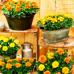  Marigold 1000 Semillas Tagetes patula Chica Full Mix Flor Maceta 71.186441 Marigold 1000 Semillas Tagetes patula Chica Full Mix