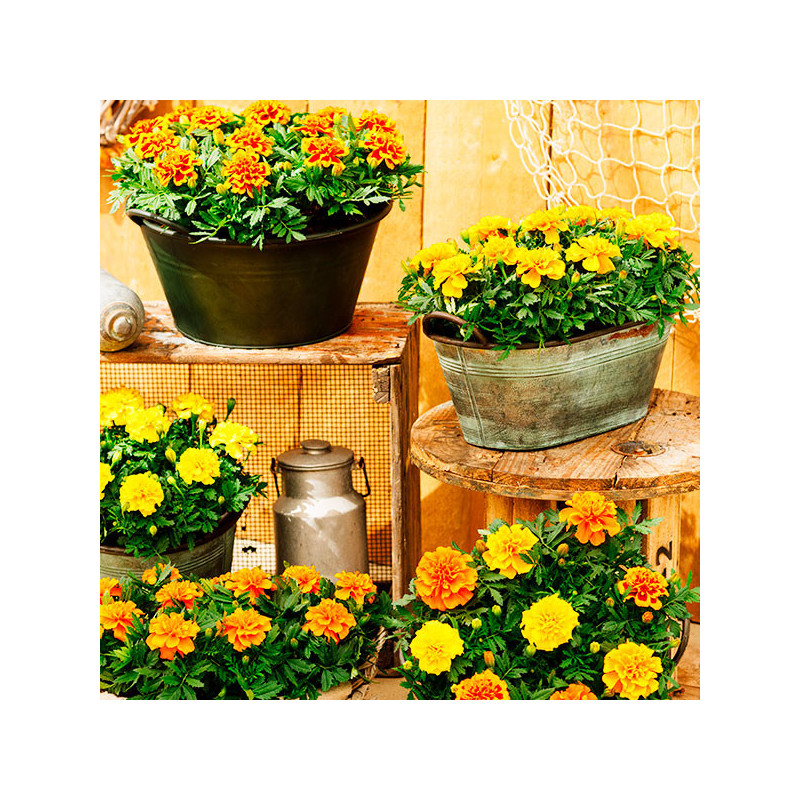 Marigold 1000 Semillas Tagetes patula Chica Full Mix Flor Maceta 71.186441 Marigold 1000 Semillas Tagetes patula Chica Full Mix Marigold 1000 Semillas Tagetes patula Chica Full Mix Flor Maceta 71.186441 Marigold 1000 Semillas Tagetes patula Chica Full Mix
