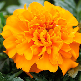  Marigold 1000 Semillas Tagetes patula Chica Orange Flor Maceta 71.186441 Marigold 1000 Semillas Tagetes patula Chica Orange Flo