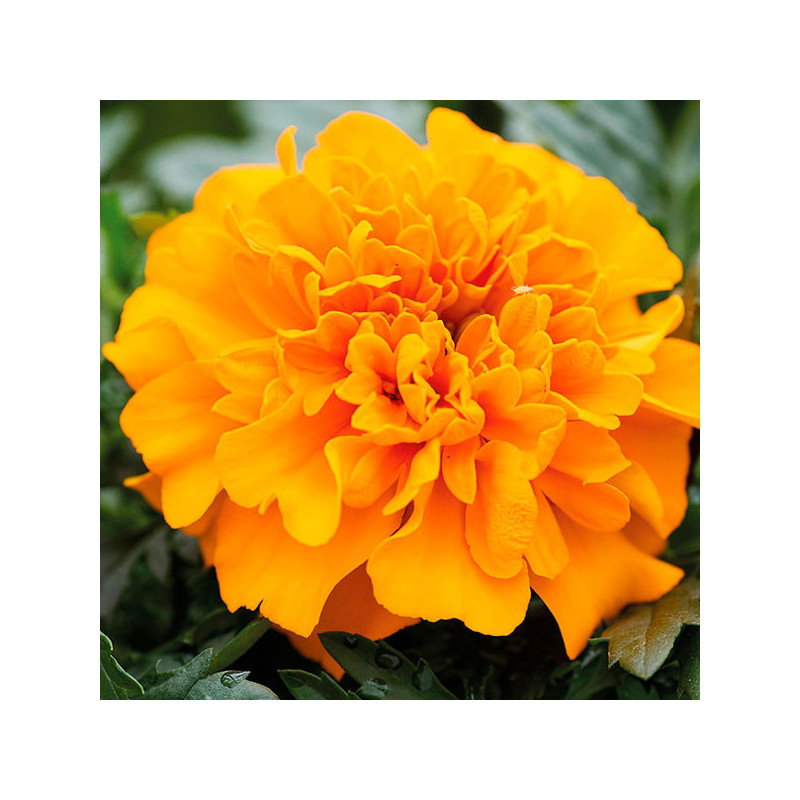  Marigold 1000 Semillas Tagetes patula Chica Orange Flor Maceta 71.186441 Marigold 1000 Semillas Tagetes patula Chica Orange Flo