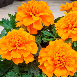  Marigold 1000 Semillas Tagetes patula Chica Orange Flor Maceta 71.186441 Marigold 1000 Semillas Tagetes patula Chica Orange Flo