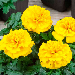  Marigold 1000 Semillas Tagetes patula Chica Yellow Flor Maceta 71.186441 Marigold 1000 Semillas Tagetes patula Chica Yellow Flo