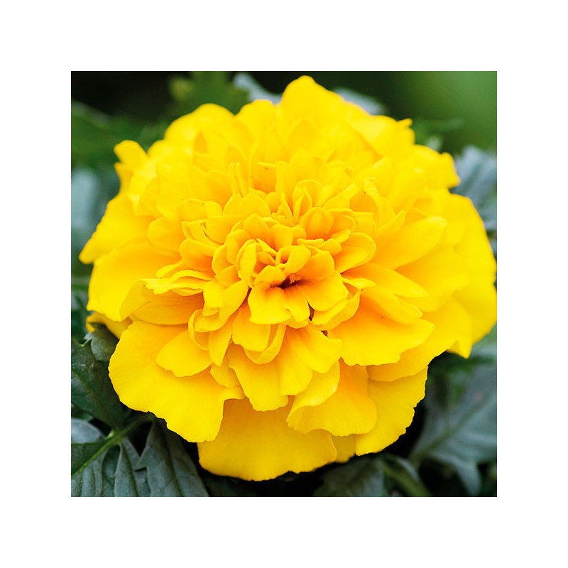  Marigold 1000 Semillas Tagetes patula Chica Yellow Flor Maceta 71.186441 Marigold 1000 Semillas Tagetes patula Chica Yellow Flo