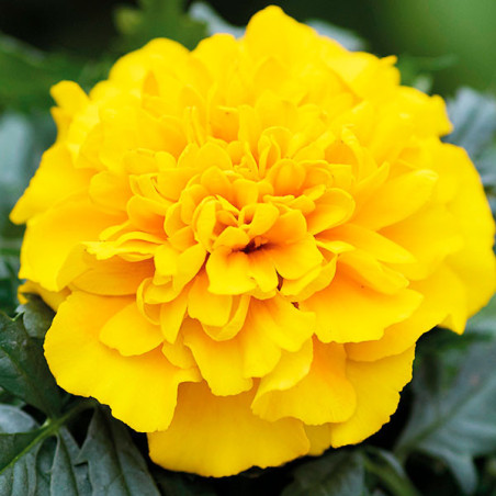  Marigold 1000 Semillas Tagetes patula Chica Yellow Flor Maceta 71.186441 Marigold 1000 Semillas Tagetes patula Chica Yellow Flo