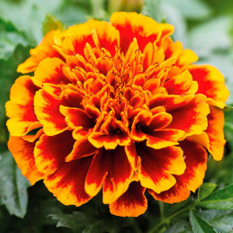  Marigold 1000 Semillas Tagetes patula Chica Flame Flor Maceta 71.186441 Marigold 1000 Semillas Tagetes patula Chica Flame Flor 
