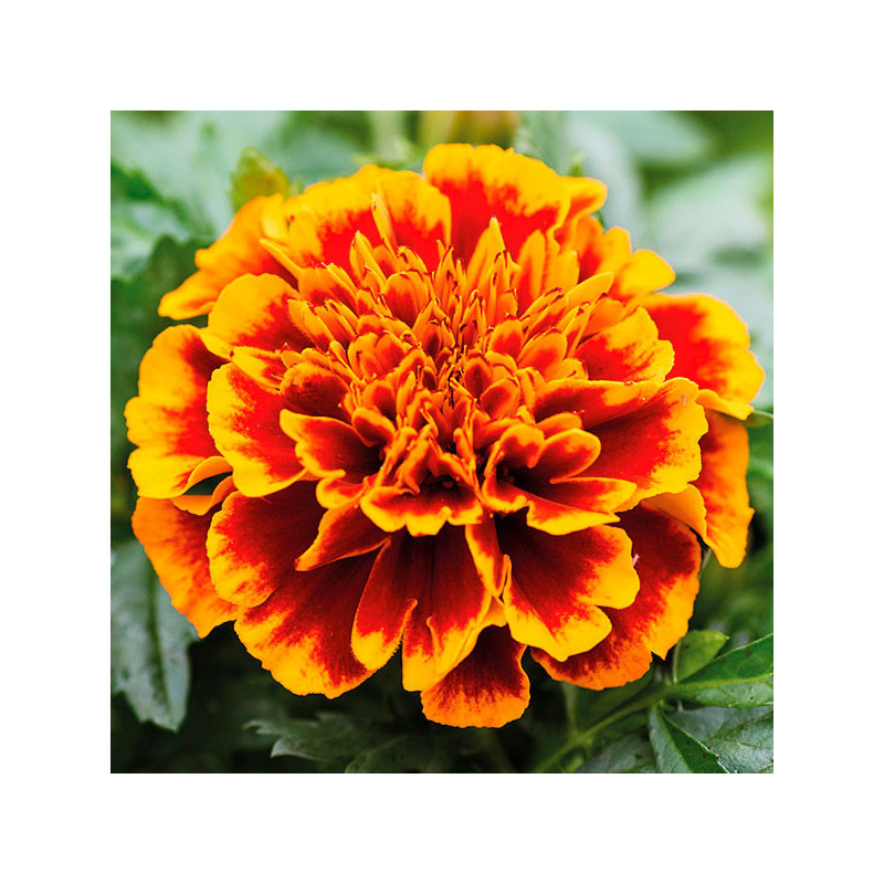  Marigold 1000 Semillas Tagetes patula Chica Flame Flor Maceta 71.186441 Marigold 1000 Semillas Tagetes patula Chica Flame Flor 