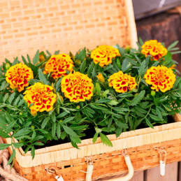  Marigold 1000 Semillas Tagetes patula Chica Flame Flor Maceta 71.186441 Marigold 1000 Semillas Tagetes patula Chica Flame Flor 