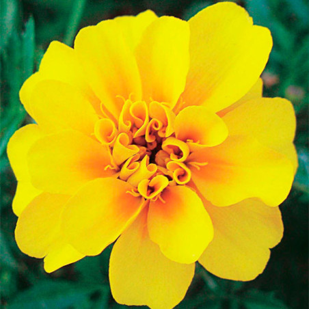  Marigold 1000 Semillas Tagetes patula Durango Yellow Flor Maceta 77.118644 Marigold 1000 Semillas Tagetes patula Durango Yellow
