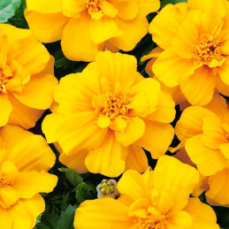  Marigold 1000 Semillas Tagetes patula Durango Yellow Flor Maceta 77.118644 Marigold 1000 Semillas Tagetes patula Durango Yellow