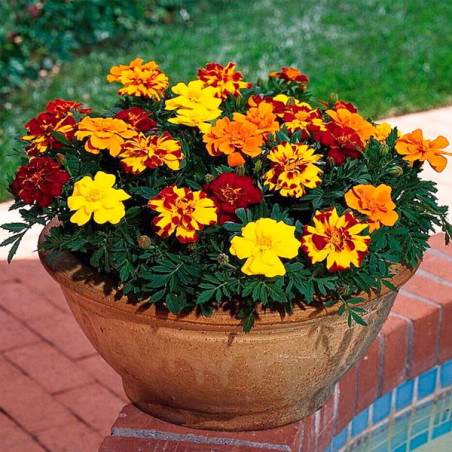  Marigold 1000 Semillas Tagetes patula Durango Mix Outback Flor Maceta 77.118644 Marigold 1000 Semillas Tagetes patula Durango M