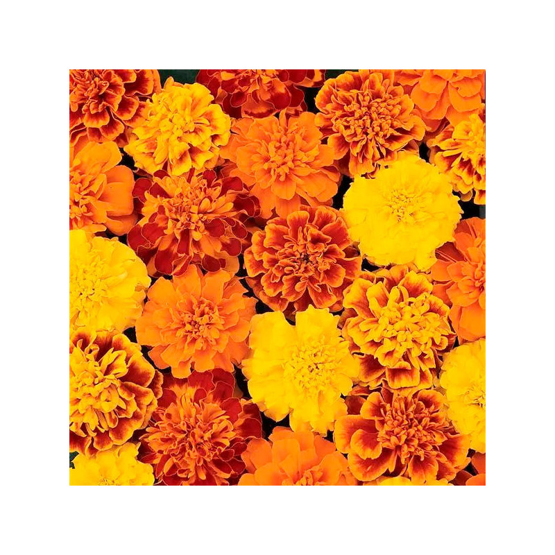  Marigold 1000 Semillas Tagetes patula Bonanza Mix Flor Maceta 77.118644 Marigold 1000 Semillas Tagetes patula Bonanza Mix Flor 