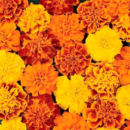  Marigold 1000 Semillas Tagetes patula Bonanza Mix Flor Maceta 77.118644 Marigold 1000 Semillas Tagetes patula Bonanza Mix Flor 