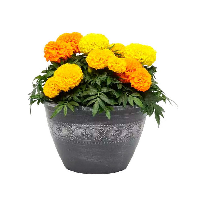  Marigold 1000 Semillas Tagetes erecta Taishan Mix Pompom Flor Maceta 160.169492 Marigold 1000 Semillas Tagetes erecta Taishan M