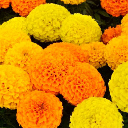  Marigold 1000 Semillas Tagetes erecta Taishan Mix Pompom Flor Maceta 160.169492 Marigold 1000 Semillas Tagetes erecta Taishan M