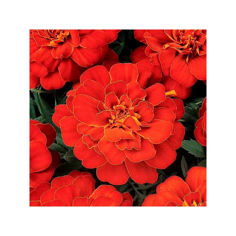 Marigold 1000 Semillas Tagetes patula Durango Red Flor Maceta 77.118644 Marigold 1000 Semillas Tagetes patula Durango Red Flor Marigold 1000 Semillas Tagetes patula Durango Red Flor Maceta 77.118644 Marigold 1000 Semillas Tagetes patula Durango Red Flor
