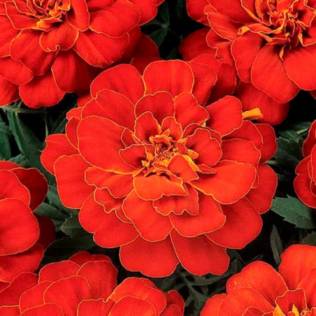  Marigold 1000 Semillas Tagetes patula Durango Red Flor Maceta 77.118644 Marigold 1000 Semillas Tagetes patula Durango Red Flor 