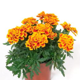  Marigold 1000 Semillas Tagetes patula Durango Bee Flor Maceta 77.118644 Marigold 1000 Semillas Tagetes patula Durango Bee Flor 