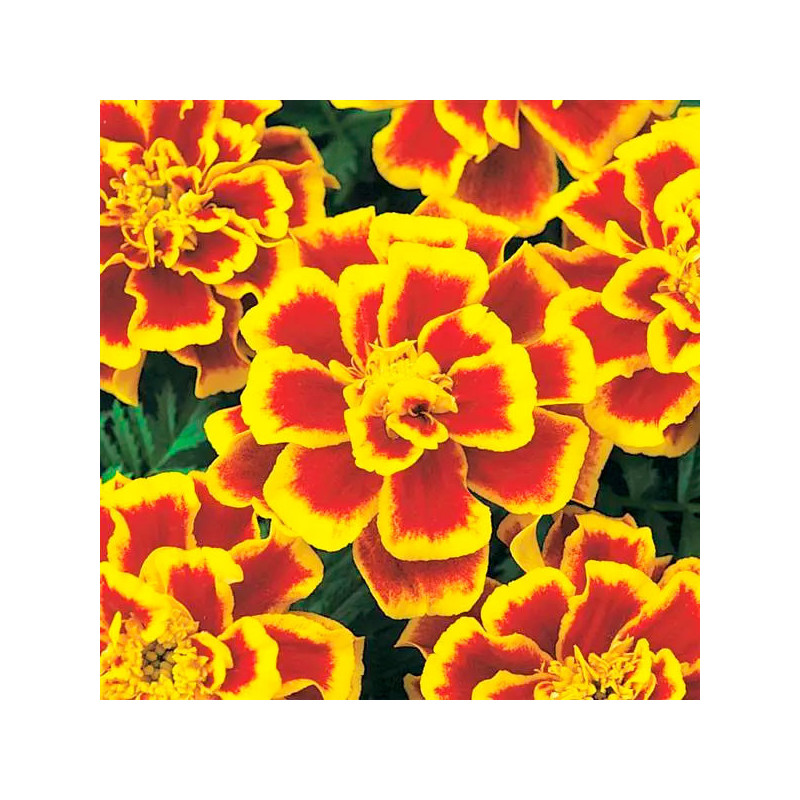 Marigold 1000 Semillas Tagetes patula Durango Bee Flor Maceta 77.118644 Marigold 1000 Semillas Tagetes patula Durango Bee Flor Marigold 1000 Semillas Tagetes patula Durango Bee Flor Maceta 77.118644 Marigold 1000 Semillas Tagetes patula Durango Bee Flor