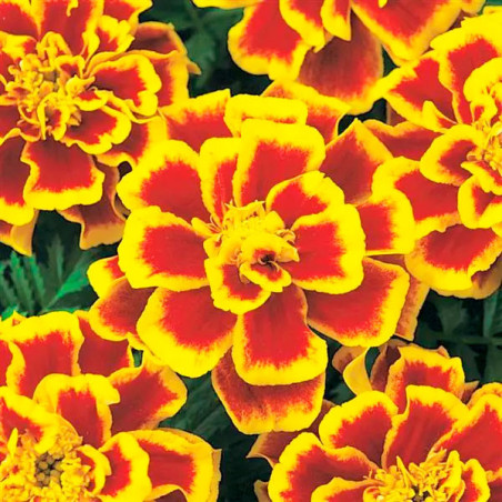  Marigold 1000 Semillas Tagetes patula Durango Bee Flor Maceta 77.118644 Marigold 1000 Semillas Tagetes patula Durango Bee Flor 