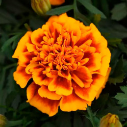  Marigold 1000 Semillas Tagetes patula Bonanza Flame Flor Maceta 77.118644 Marigold 1000 Semillas Tagetes patula Bonanza Flame F