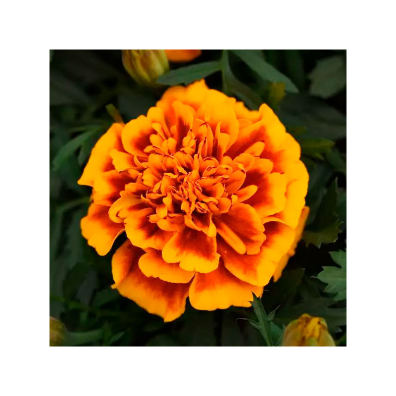  Marigold 1000 Semillas Tagetes patula Bonanza Flame Flor Maceta 77.118644 Marigold 1000 Semillas Tagetes patula Bonanza Flame F