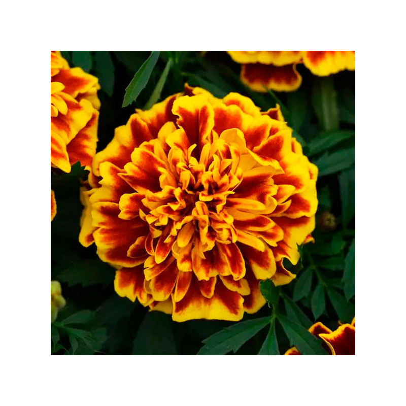 Marigold 1000 Semillas Tagetes patula Bonanza Bee Flor Maceta 77.118644 Marigold 1000 Semillas Tagetes patula Bonanza Bee Flor Marigold 1000 Semillas Tagetes patula Bonanza Bee Flor Maceta 77.118644 Marigold 1000 Semillas Tagetes patula Bonanza Bee Flor