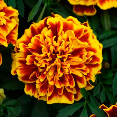  Marigold 1000 Semillas Tagetes patula Bonanza Bee Flor Maceta 77.118644 Marigold 1000 Semillas Tagetes patula Bonanza Bee Flor 