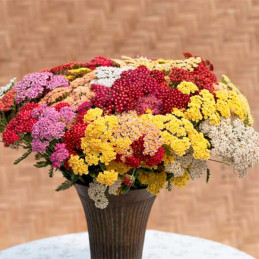  Milenrama 1000 Semillas Achillea millefolium Flowerburst FruitBowl Flor Corte 71.186441 Milenrama 1000 Semillas Achillea millef