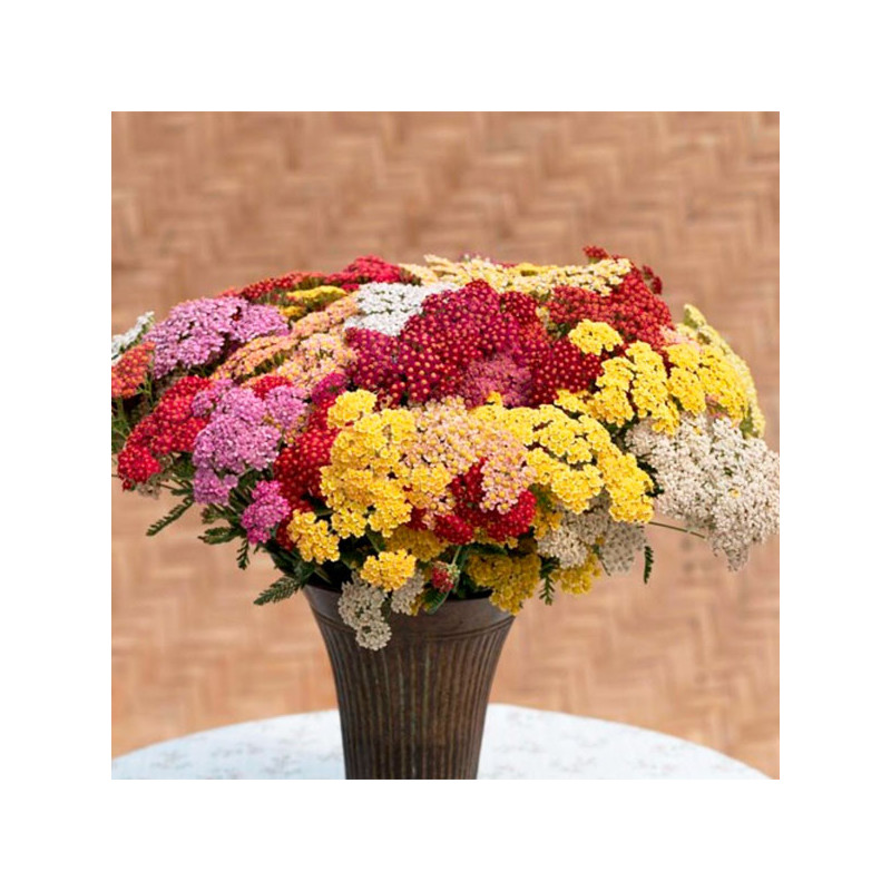 Milenrama 1000 Semillas Achillea millefolium Flowerburst FruitBowl Flor Corte 71.186441 Milenrama 1000 Semillas Achillea millef Milenrama 1000 Semillas Achillea millefolium Flowerburst FruitBowl Flor Corte 71.186441 Milenrama 1000 Semillas Achillea millef