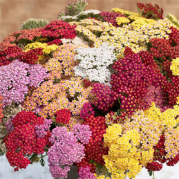  Milenrama 1000 Semillas Achillea millefolium Flowerburst FruitBowl Flor Corte 71.186441 Milenrama 1000 Semillas Achillea millef