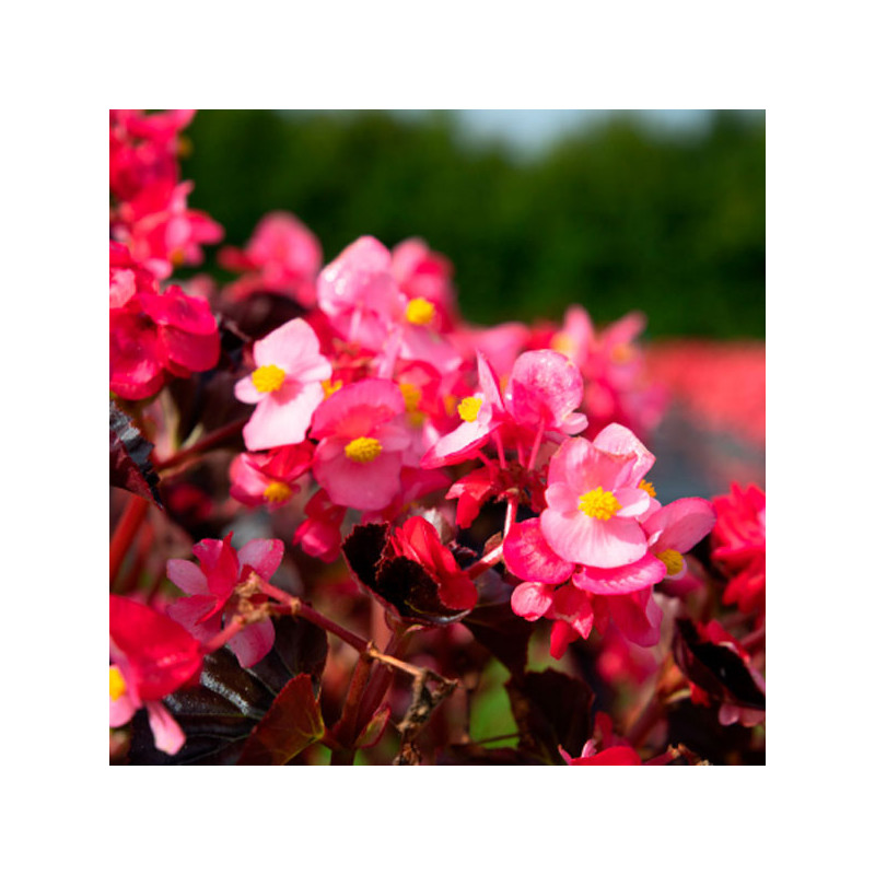 Begonia 100 Semillas interspecific Stonehedge Rose Bronze Leaf PLT Flor ...