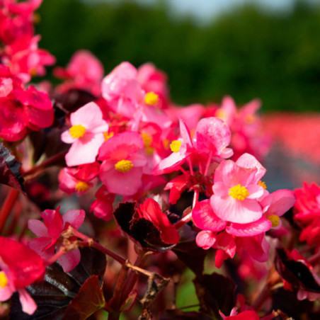 Begonia 100 Semillas interspecific Stonehedge Rose Bronze Leaf PLT Flor ...
