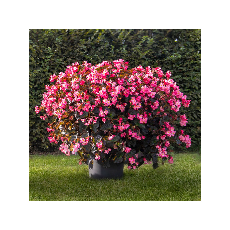  Begonia 100 Semillas interspecific Stonehedge Rose Bronze Leaf PLT Flor Maceta 91.525424 Begonia 100 Semillas interspecific Sto
