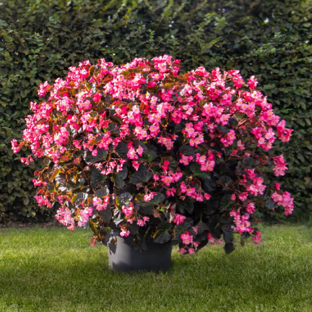  Begonia 100 Semillas interspecific Stonehedge Rose Bronze Leaf PLT Flor Maceta 91.525424 Begonia 100 Semillas interspecific Sto