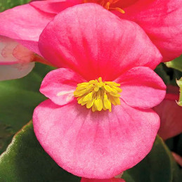  Begonia 1000 Semillas semperfloren Bada Bing Rose PLT Flor Maceta 74.576271 Begonia 1000 Semillas semperfloren Bada Bing Rose P