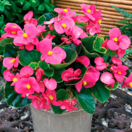  Begonia 1000 Semillas semperfloren Bada Bing Rose PLT Flor Maceta 74.576271 Begonia 1000 Semillas semperfloren Bada Bing Rose P