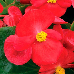  Begonia 1000 Semillas semperfloren Bada Bing Scarlet PLT Flor Maceta 74.576271 Begonia 1000 Semillas semperfloren Bada Bing Sca