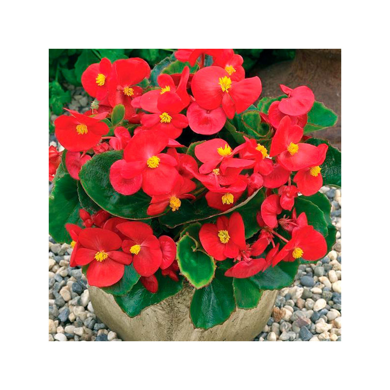  Begonia 1000 Semillas semperfloren Bada Bing Scarlet PLT Flor Maceta 74.576271 Begonia 1000 Semillas semperfloren Bada Bing Sca